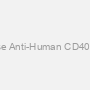 Mouse Anti-Human CD40 mAb